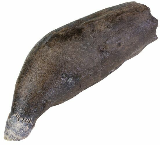 Fossil Sperm Whale Tooth - South Carolina #63552